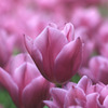 チューリップ-12