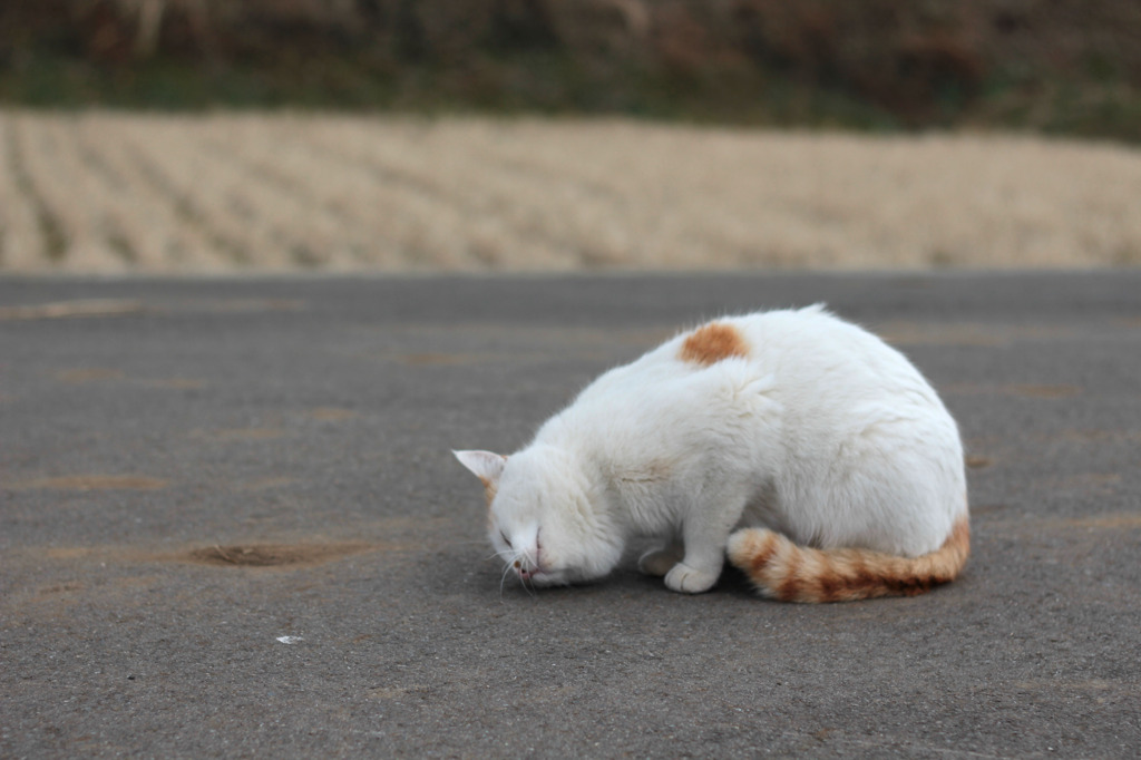 ふにゃ～＾＾