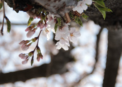 幹から花-2