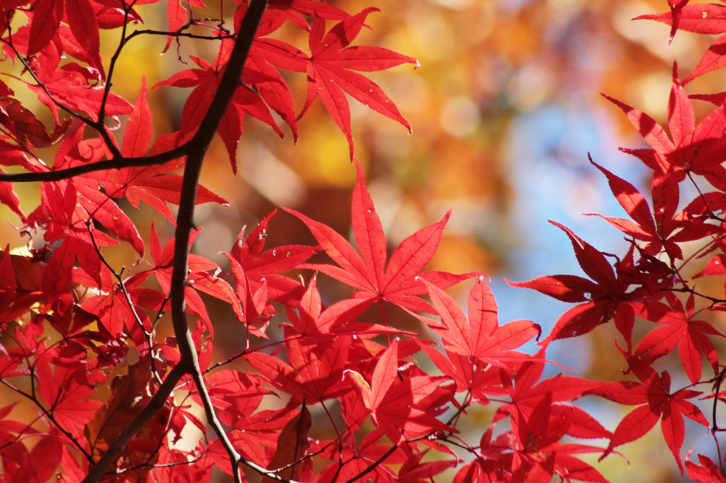 ２０１０年秋　紅葉－５