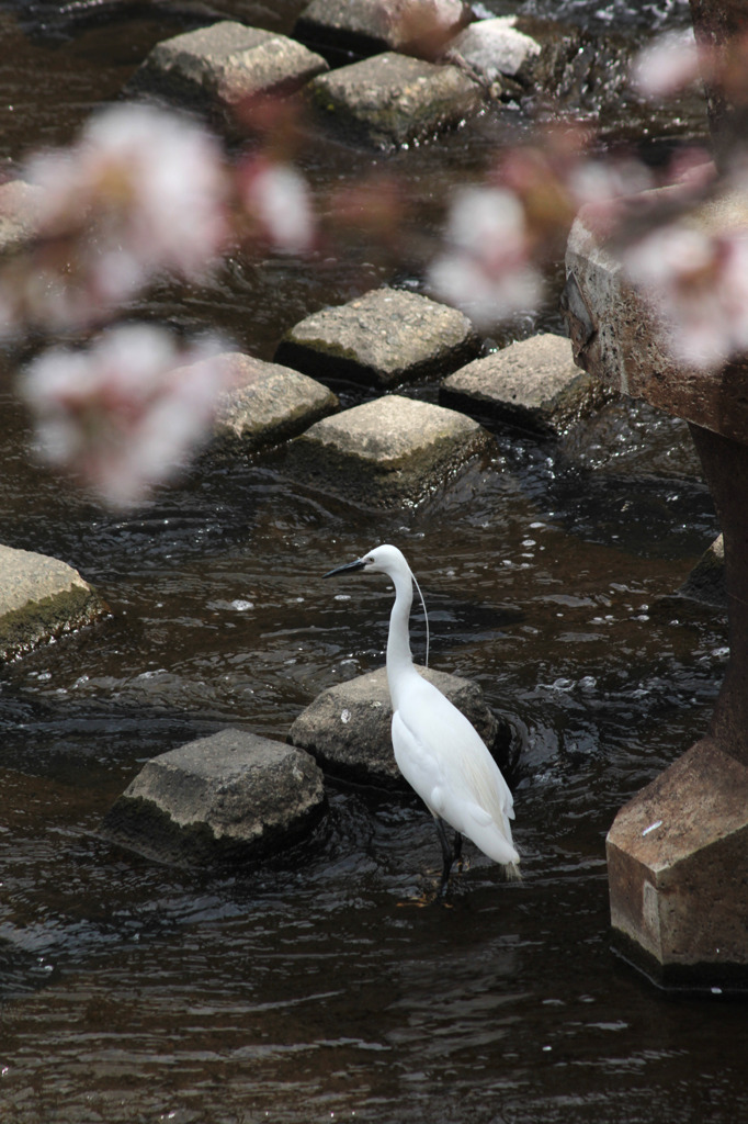 桜とコサギ