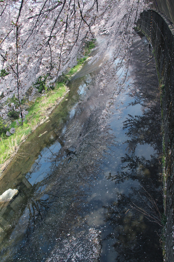 桜川