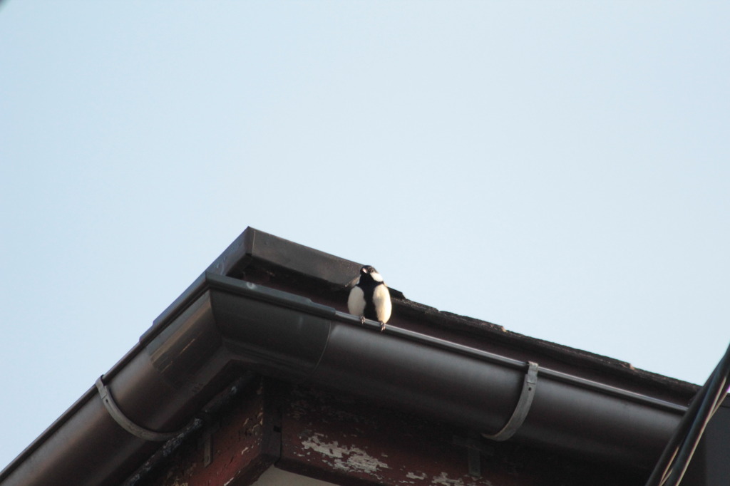 そして　こちらも都会の住人