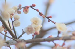 枝垂れ梅