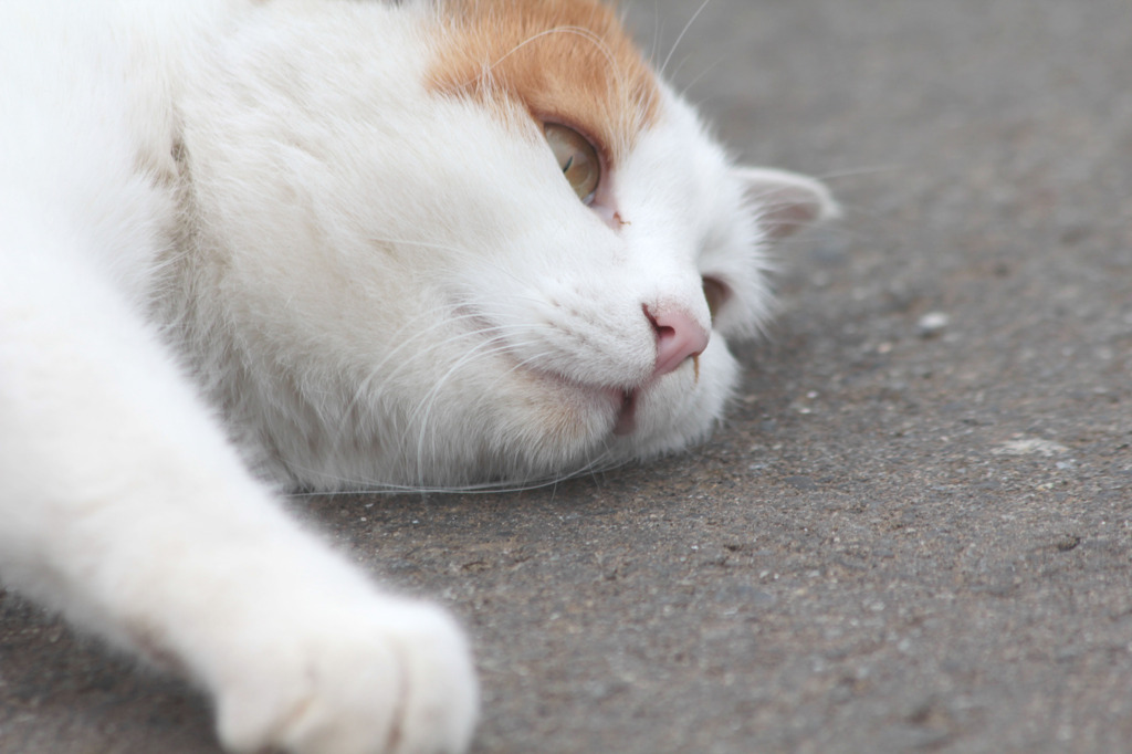 うつろ