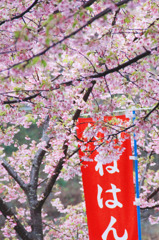 2011年　河津桜-10