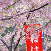 2011年　河津桜-10