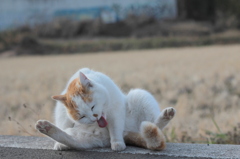 猫大笑い！！
