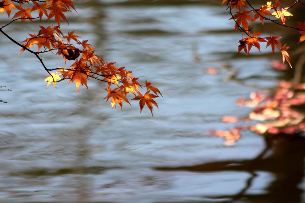 ２０１０年秋　紅葉－８