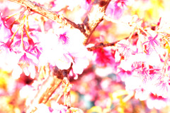 2011年桜-遊び