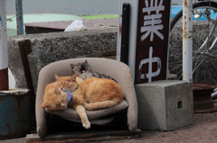３ニャン