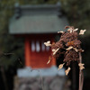 箱根神社の弁天様