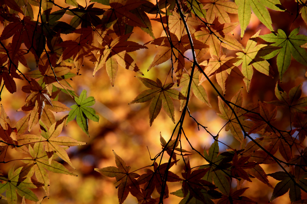 ２０１０年秋　紅葉－７