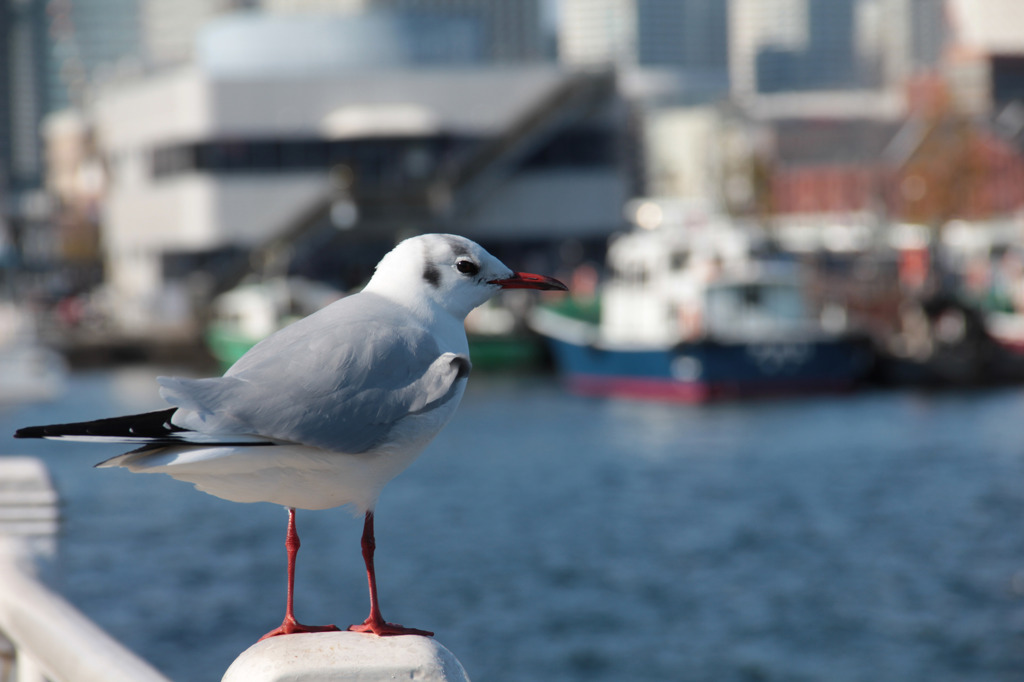 横浜港のカモメ