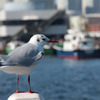 横浜港のカモメ