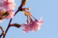2011.2.26　桜-2
