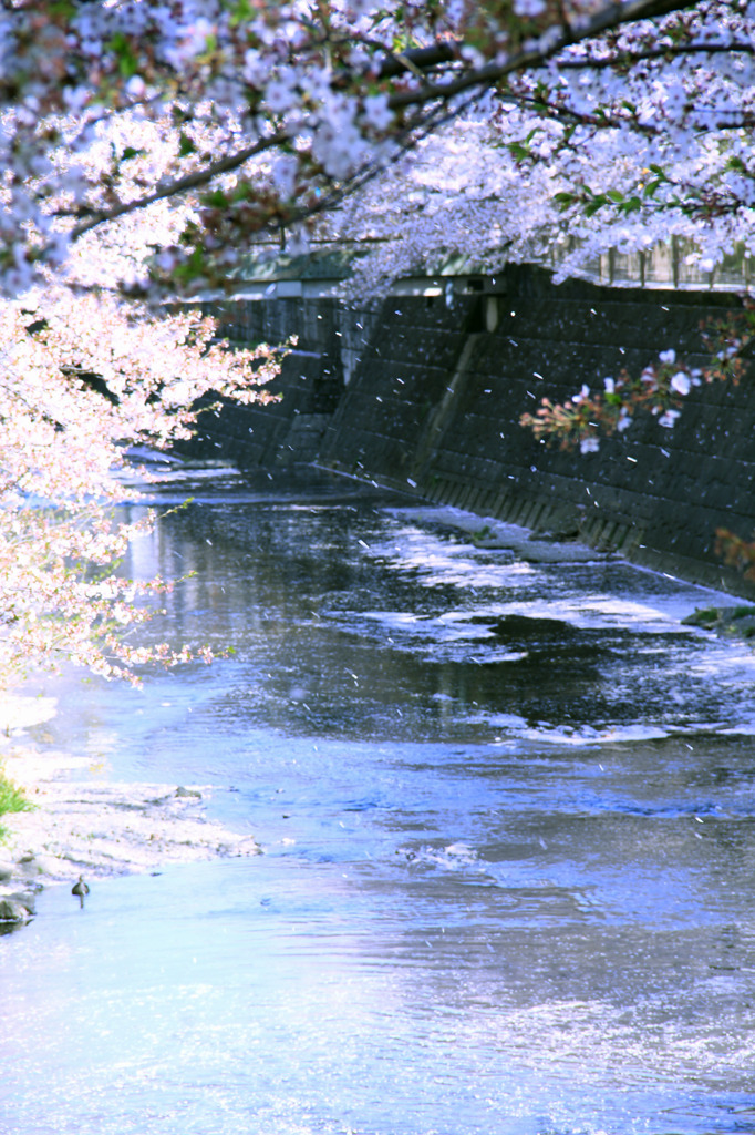 春の吹雪