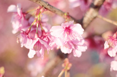 2011年桜-1