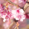 2011年桜-1