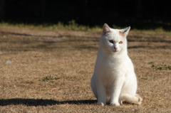 江ノ島猫　見晴らし公園