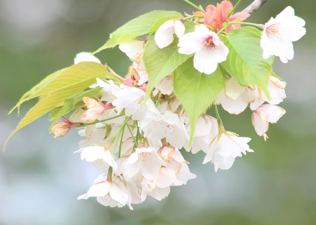 箱根の桜