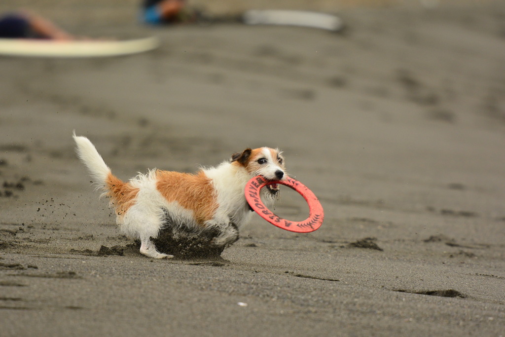 浜のワンコ　キャッチ！