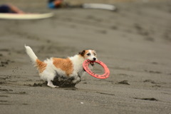 浜のワンコ　キャッチ！