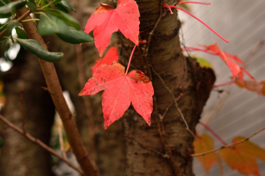 ご近所　紅葉