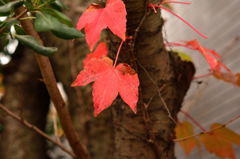 ご近所　紅葉