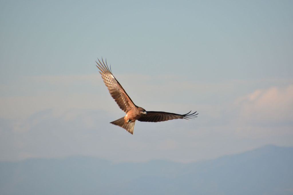 茅ヶ崎の鳶