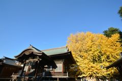 葛飾八幡宮大銀杏 樹齢1200年