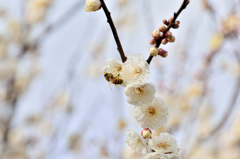蜂