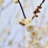 蜂