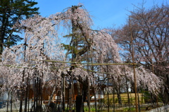 伏姫桜　樹齢四百年