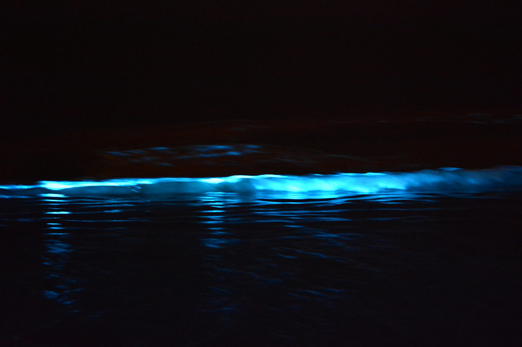 夜光虫