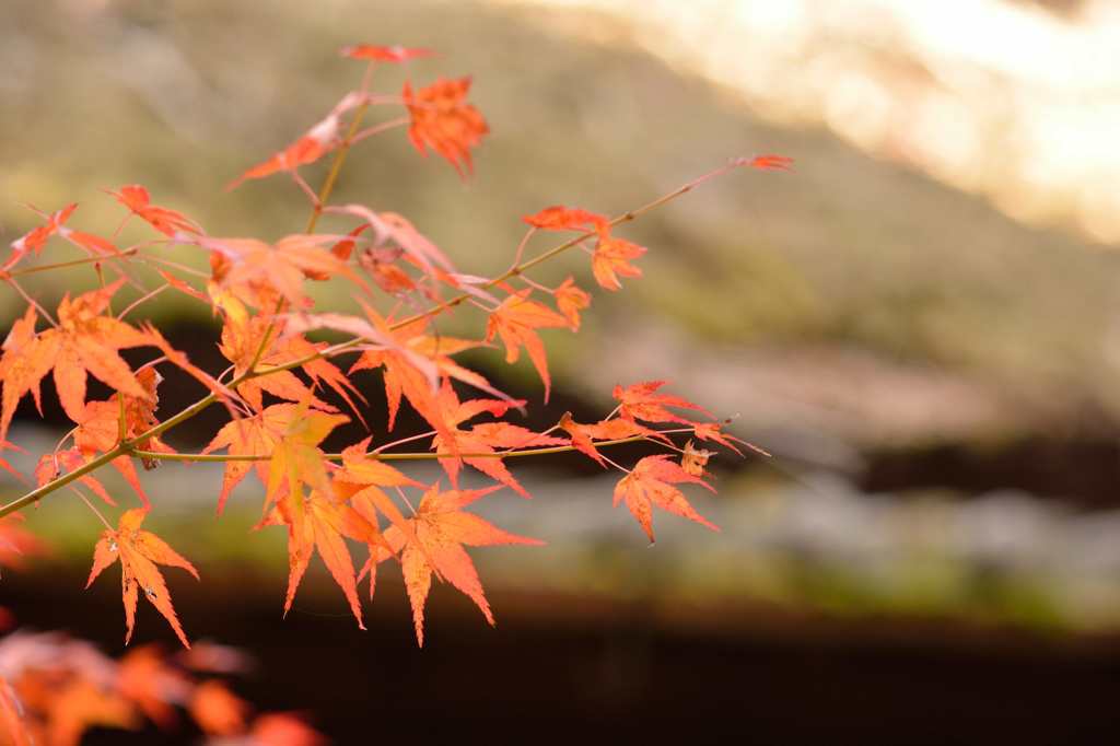 祇王寺2014