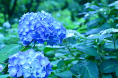鎌倉　明月院ブルー