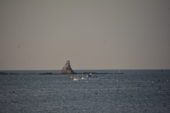 舞う、海鳥