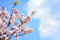 玉縄桜