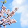 玉縄桜