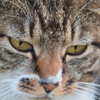 モデル