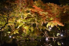 長谷寺 ライトアップ