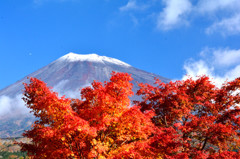 1105富士紅葉