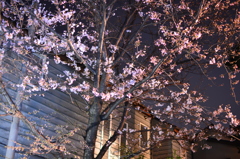 ご近所　夜桜