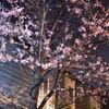 ご近所　夜桜