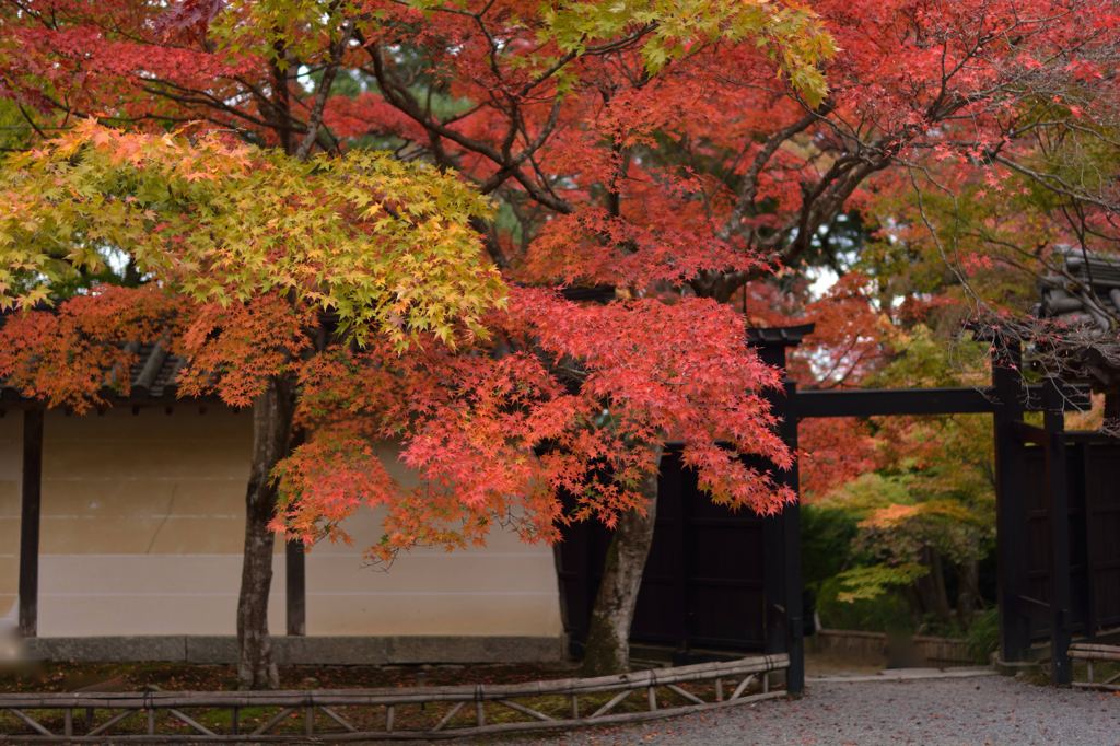 京都紅葉