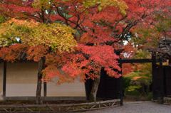 京都紅葉