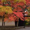 京都紅葉