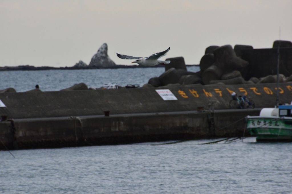 烏帽子とカモメ
