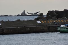 烏帽子とカモメ